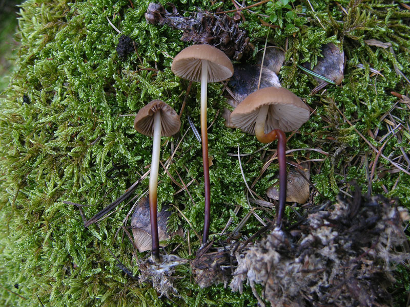 Marasmius cohaerens da confermare.